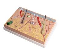 Modello anatomico dello strato cutaneo Modello di struttura del tessuto | Modello anatomico di pelle ingrandito 70 volte for la ricerca scientifica o la bellezza della pelle