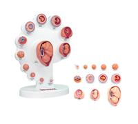 Modello anatomico dello sviluppo fetale - Strumento di formazione medica 4D, processo dettagliato di crescita degli organi, aiuto didattico educativo per studenti e professionisti