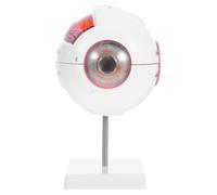Modello Anatomico Dell'occhio 6x Ingrandito, Smontabile e Numerato | Plastica, Sezione Trasversale Realistica, con Supporto, per Lezione di Anatomia Oculare e Laboratorio