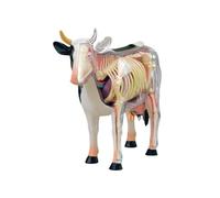 Modello anatomico dell'occhio di mucca 4D Master - Scheletro realistico per l'istruzione veterinaria e l'insegnamento medico