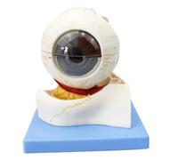 Modello anatomico dell'occhio Modello anatomico del bulbo oculare Modello della struttura del bulbo oculare umano 31 Segni di indicazione Ottica didattica for la ricerca anatomica medica