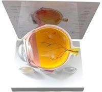Modello anatomico dell'occhio Modello di Anatomia patologica | Per l'ambiente clinico Dimostrazione didattica Relazione sulla lezione Occhio anatomico