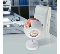 Modello anatomico dell'occhio per l'educazione scientifica - Bulbo oculare umano ingrandito 6X con parti staccabili, aiuto didattico di anatomia oculare in PVC per (3X)