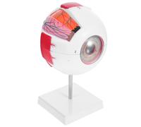 Modello Anatomico Dell'occhio Umano 6x in Plastico con Supporto | Guida Visiva Etichettata, per Educatori e Docenti Stem, Laboratorio Optometrico, Studio Domestico