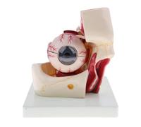 Modello anatomico dell'occhio umano con ingrandimento 3X for l'educazione scientifica - Staffa staccabile inclusa
