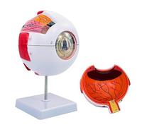 Modello anatomico dell'occhio umano in 6 pezzi, modello dell'occhio umano in PVC, anatomia dettagliata per l'insegnamento scolastico e l'esposizione A