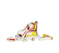 Modello Anatomico Dell'Orecchio 4X Orecchio 11"X 7"X 7" Mostra L'Orecchio Esterno, Medio E Interno. I Pezzi Rimovibili Includono L'Osso Temporale, La Sezione Del Canale Uditivo, Il Labirinto, La Memb