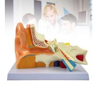 Modello Anatomico Dell'orecchio con Ingrandimento 3X/4X/5X Modello Dell'orecchio Interno Medio Esterno per Studio di Anatomia e Fisiologia Medica Display Didattico per La Ricerca con Base,4X