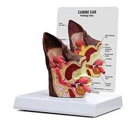 Modello anatomico dell'orecchio del Cane Canino 18 * 15 * 21 cm, Modello anatomico a Doppia Faccia dell'attrezzatura del
