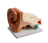 Modello anatomico dell'orecchio espanso per l'educazione degli organi | Modello di anatomia dell'orecchio dettagliato per scopi educativi, perfetto per lezioni di scienze o formazione medica