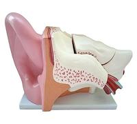Modello anatomico dell'orecchio Interno, con 5 Parti smontabili e Base per presentazioni e dimostrazioni nella Formazione Medica