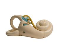 Modello anatomico dell'orecchio interno umano ingrandito Modello interno anatomico mostra la struttura interna per la relazione di lezione Struttura interna