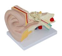 Modello anatomico dell'orecchio per kit educativi - Espositore di organi | Modello dettagliato di anatomia dell'orecchio per l'educazione biologica e la formazione medica, ideale per studenti e