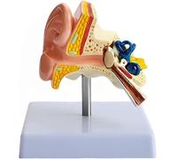 Modello anatomico dell'orecchio umano 1:1, modello di simulazione dell'orecchio umano in PVC, for studio medico, insegnamento, apprendimento uditivo e istruzione scientifica