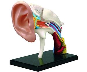 Modello Anatomico Dell'orecchio Umano 4D, Modelli Anatomici Rimovibili In 22 Parti Che Mostrano Il Modello Dell'orecchio Interno Medio Esterno, For La Visualizzazione Didattica Dello Studio Fisiolo