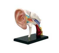 Modello anatomico dell'orecchio umano 4D - Puzzle scheletrico educativo per l'insegnamento medico e l'uso in classe