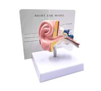 Modello anatomico dell'orecchio umano in scala 1:1 - Simulazione articolare professionale da tavolo for la formazione medica