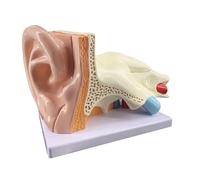 Modello anatomico dell'orecchio umano ingrandito 5 volte, modello dell'orecchio umano smontabile con indicazione numerica e base, modello di simulazione dell'articolazione dell'orecchio