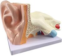 Modello anatomico dell'orecchio umano ingrandito 5 volte, modello didattico dell'orecchio umano con indicazione dei numeri, sussidi didattici for la simulazione della struttura