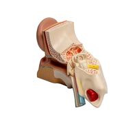 Modello anatomico dell'orecchio umano ingrandito Modello anatomico dell'orecchio mostra la struttura interna esterna per l'insegnamento uditivo