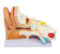 Modello anatomico dell'orecchio Umano, Modello anatomico ingrandito 5X dell'orecchio Esterno, Medio e Interno per Lo Studio di Anatomia e fisiologia