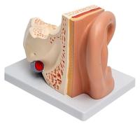Modello anatomico dell'orecchio umano, simulazione e modello ingrandito dell'orecchio esterno, medio e interno, for lo studio e l'insegnamento di anatomia e fisiologia medica con base