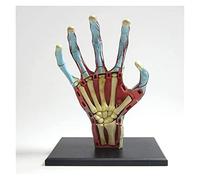 Modello anatomico dell'organo a Mano Umana Modella Anatomia Muscolare vascolare Modello di insegnamento di 28 Parti