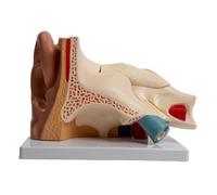 Modello anatomico dell'organo uditivo ingrandito dell'orecchio umano Il modello di anatomia mostra il dettaglio della struttura interna esterna Display medico