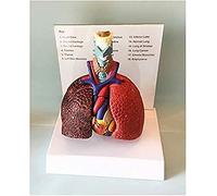 Modello anatomico dell'organo Umano Laringe Modello polmonare della Gola Anatomica Modello polmonare per Il Cuore per Lo Studio Modello di insegnamento (Colore: A) (A)