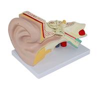 Modello anatomico dell'organo Umano Modello anatomico Anatomia dell'orecchio Umano Modello del Sistema nervoso uditivo i