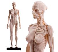 Modello anatomico dell'osso del muscolo umano - Modello di anatomia muscoloscheletrica del corpo umano - Altezza 28 cm Riferimento anatomico per artisti (A)