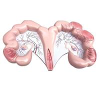 Modello anatomico dell'utero animale per l'educazione veterinaria - Modello di organi del sistema riproduttivo di cani, maiali, mucche, pecore, cavalli per cliniche ed esposizioni didattiche