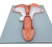 Modello anatomico dell'utero del cavallo, modello di organi animali, modelli anatomici del corpo del sistema riproduttivo animale, for dimostrazioni didattiche di biologia ricerca