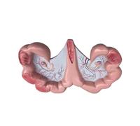 Modello anatomico dell'utero di maiale, che illustra la struttura anatomica del suino e alcune delle sue caratteristiche distintive, for dimostrazioni didattiche di fisiologia e biologia, ricerca