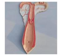 Modello anatomico dell'utero di pecora, modello dell'ovaio dell'utero dell'organo animale, strumento didattico dettagliato del sistema riproduttivo animale, for la ricerca di dimostrazioni