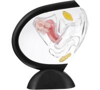 Modello anatomico dell'utero trasparente, modello didattico dell'utero femminile staccabile, sussidi didattici for il sistema riproduttivo pelvico femminile