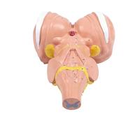 Modello anatomico dettagliato del gambo del cervello con ingrandimento 3X che mostra nuclei nervosi per neurologia costruzione in PVC modello medico professionale modello medico