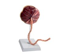 Modello anatomico dettagliato della placenta e del cordone ombelicale per l ' educazione ostetrica e la sensibilizzazione alla Modello anatomico della placenta in PVC