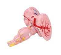 Modello anatomico dettagliato di steli cerebrali con ingrandimento 3X che mostra nervi nuclei per neurologia costruzione in PVC cervello steli modello anatomico