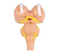 Modello anatomico dettagliato di un tronco cerebrale con ingrandimento 3x per rappresentare nuclei nervosi per la neurologia. Costruzione in PVC Modello anatomico di tronco cerebrale