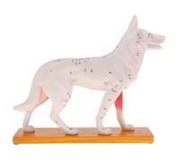 Modello Anatomico Di Agopuntura Per Cani Con 72 Punti Di Agopuntura