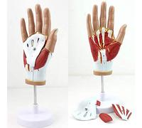 Modello anatomico di Anatomia della Mano - Modello anatomico Medico della Mano con legamento Tendine Muscolo neurovascolare - Modello anatomico del Muscolo vascolare della Mano Umana in 4 p
