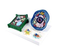 Modello anatomico di anatomia delle cellule animali e vegetali con parti rimovibili aule di biologia aiuto didattico per laboratori scientifici Modello cellulare staccabile