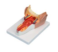 Modello anatomico di anatomia faringea del modello del muscolo della parete faringea umana per il rapporto di lezione medica di studio