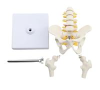 Modello anatomico di bacino a grandezza naturale con 5 vertebre lombari, modello pelvico umano, colonna lombare, riparazione postpartum delle articolazioni pelviche, struttura scheletrica mobile medic