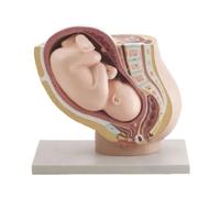 Modello Anatomico di Bacino e Feto a 9 Mesi con 38 Indicazioni, PVC, Regali Studente Medicina, Anatomia Umana, Modello Corpo Umano