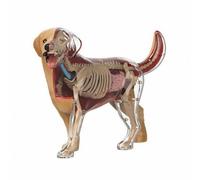 Modello Anatomico di Cane con Organi Staccabili Trasparente Giocattolo