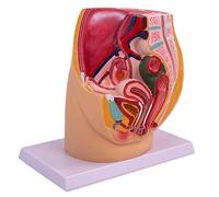 Modello anatomico di cavità pelvica femminile modello di anatomia dell'organo riproduttivo femminile per dimostrazioni cliniche e lezioni ausili didattici in aula