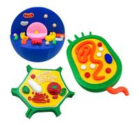 Modello anatomico di cellule animali e vegetali per la biologia - Insegnamento in aula - Modello di cellule animali e vegetali per strumento didattico di biologia da laboratorio