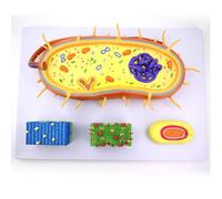 Modello Anatomico Di Cellule Biologiche Della Sezione Trasversale Del Nucleo Delle Cellule Batteriche Modello Di Amplificazione Batterica Microbica 2000 Volte Campione Cellulare Dna Cromosomico